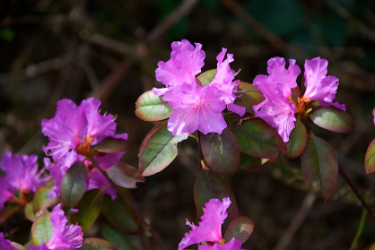 Pink PJM Rhododendron April '13